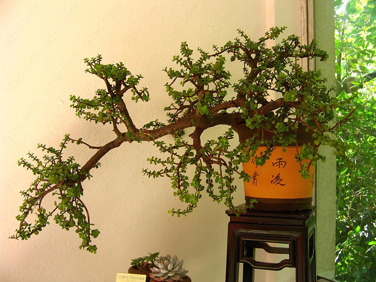 室内盆栽植物图片高清