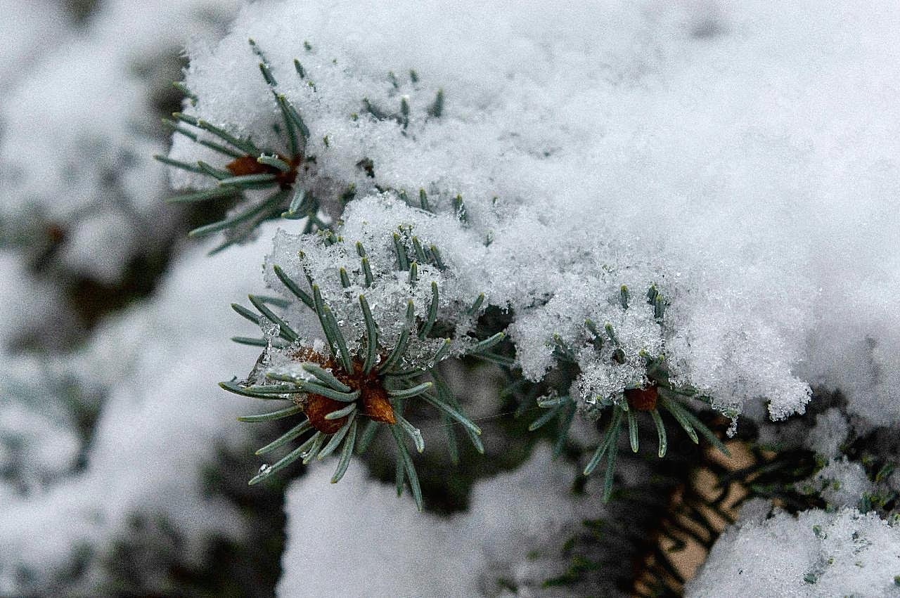 被霜覆盖的松花图片自然摄影