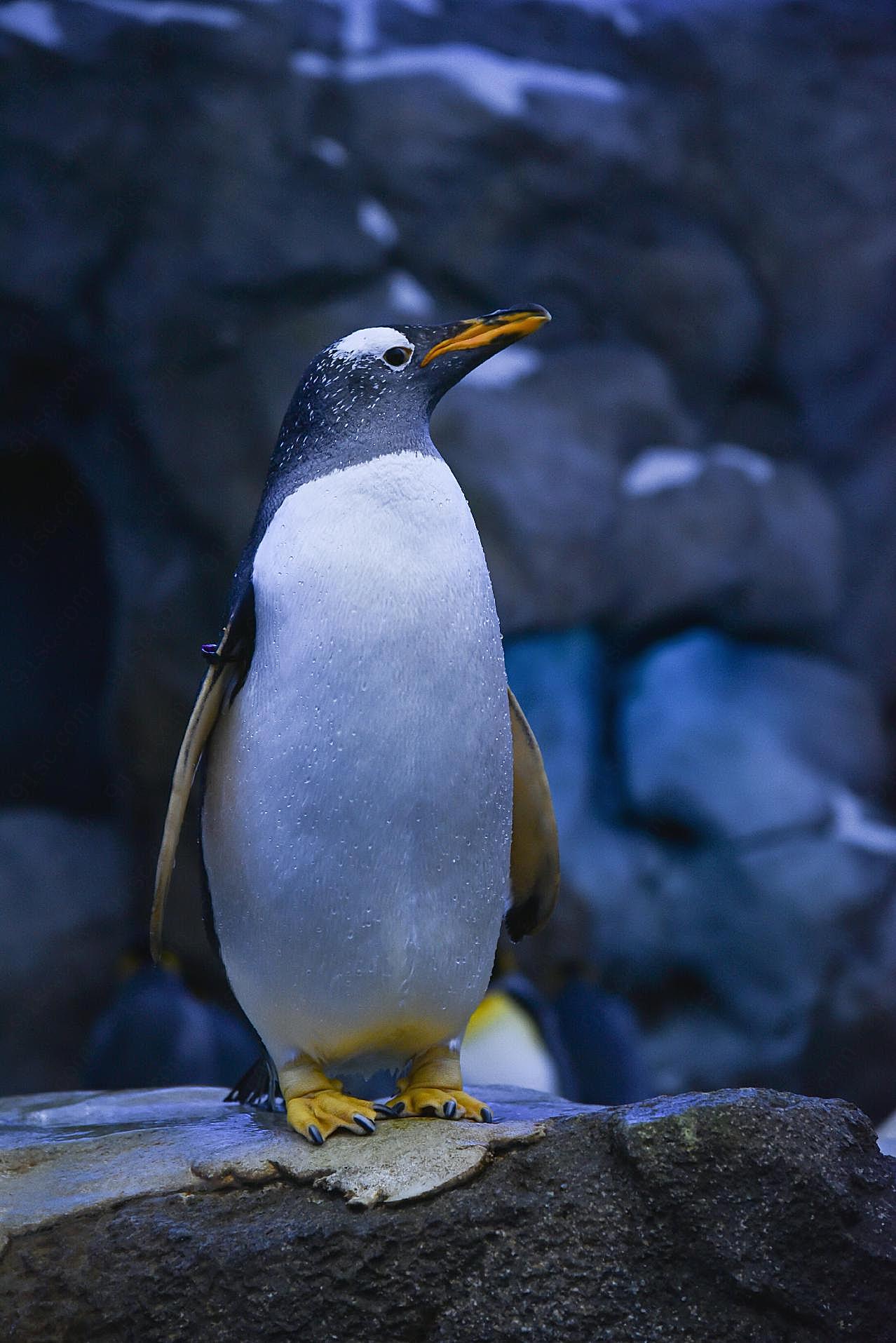 站在岩石上的企鹅图片动物图片