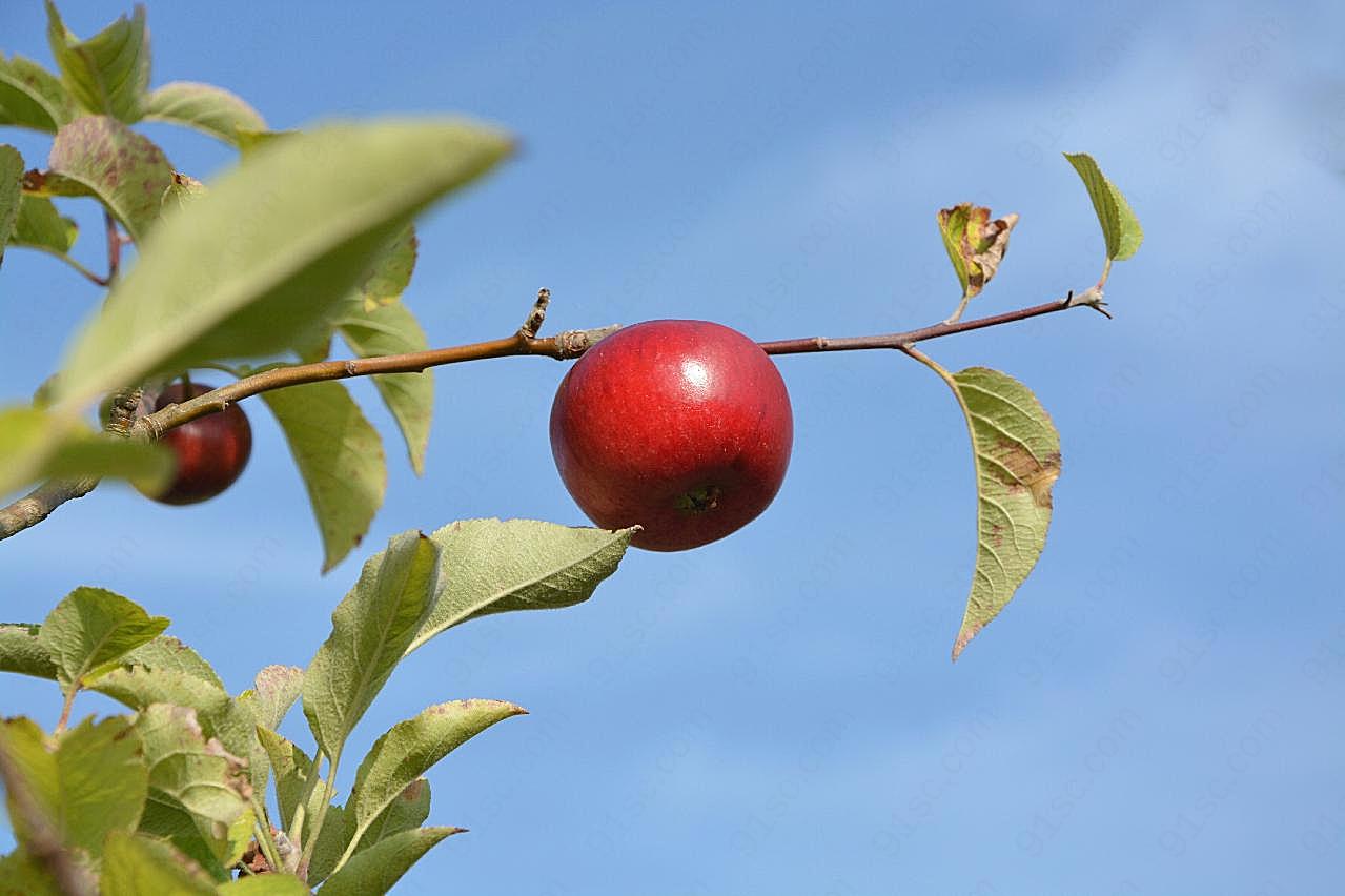 树枝上红图片苹果