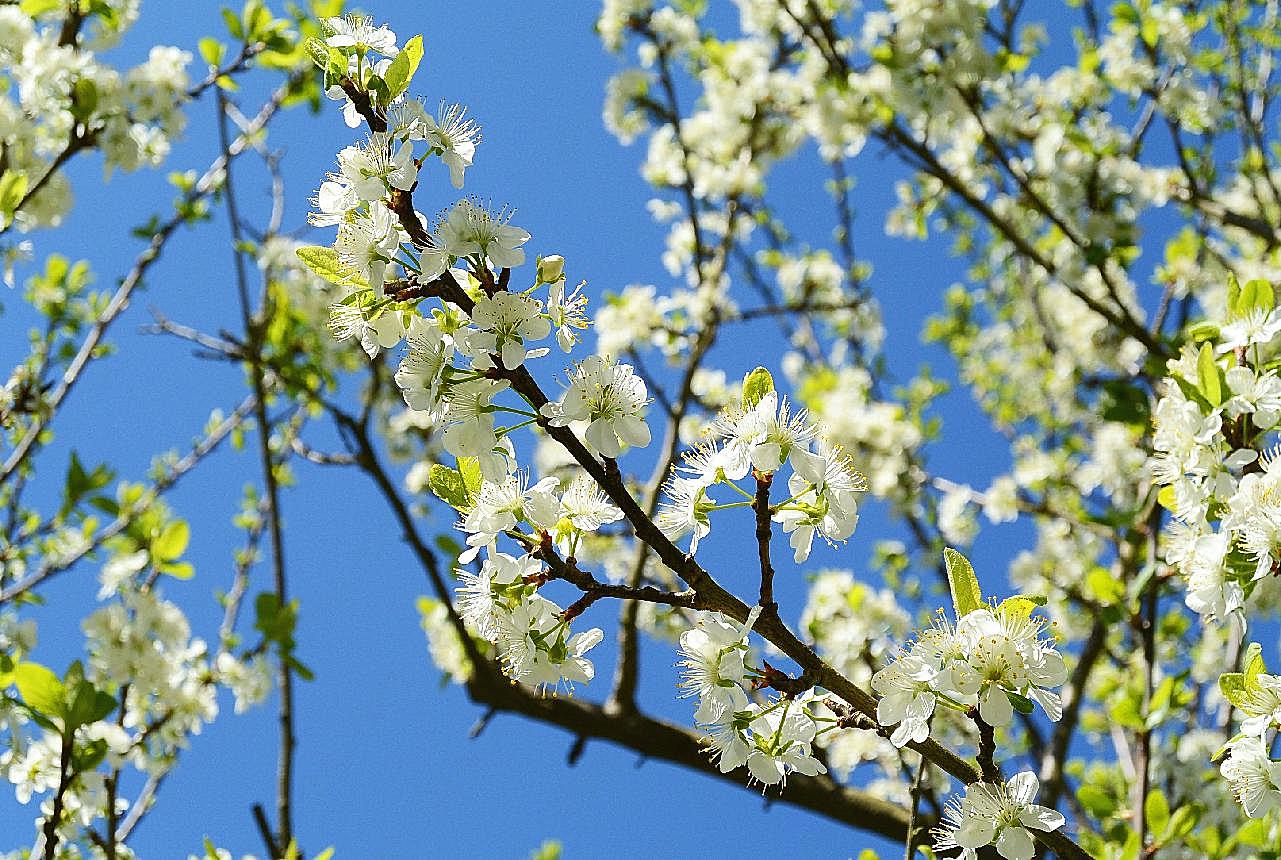 春天苹果树开花图片高清