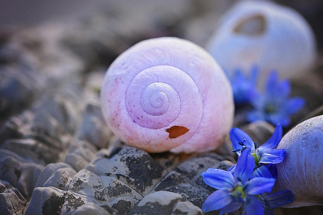 蜗牛壳图片摄影高清