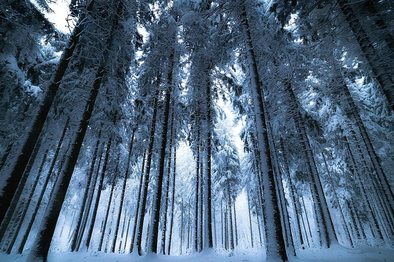 高清树林壁纸雪景