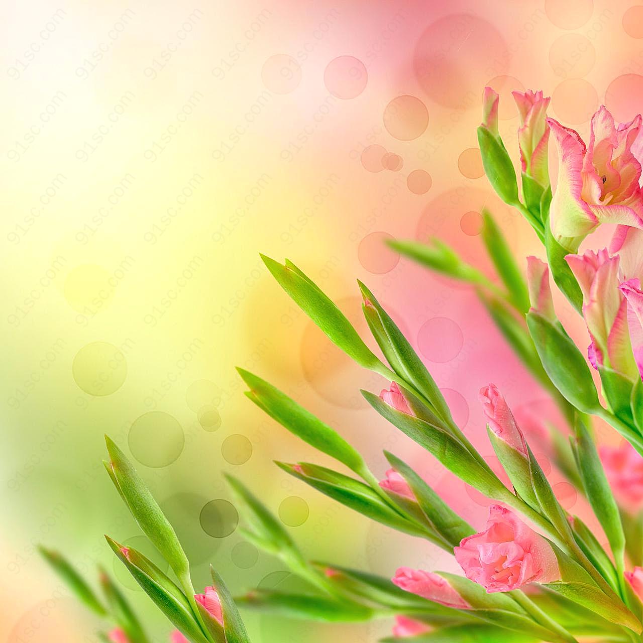 春天的鲜花下载背景图片