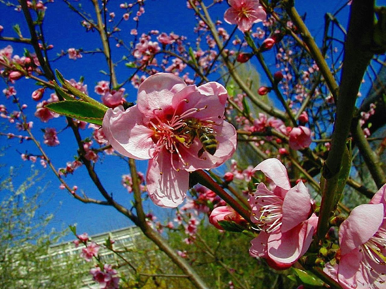 桃花的图片下载高清摄影