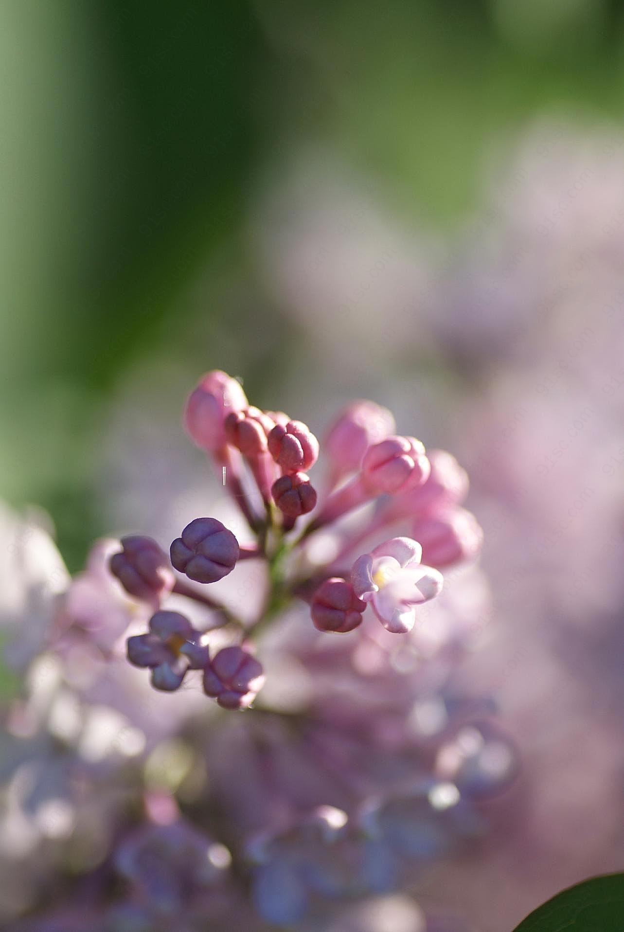 粉紫图片丁香花