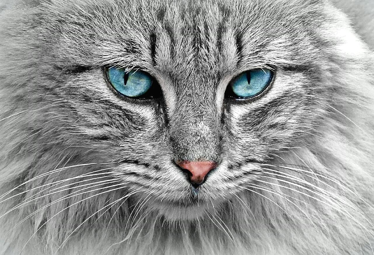 缅因猫生物世界高清摄影