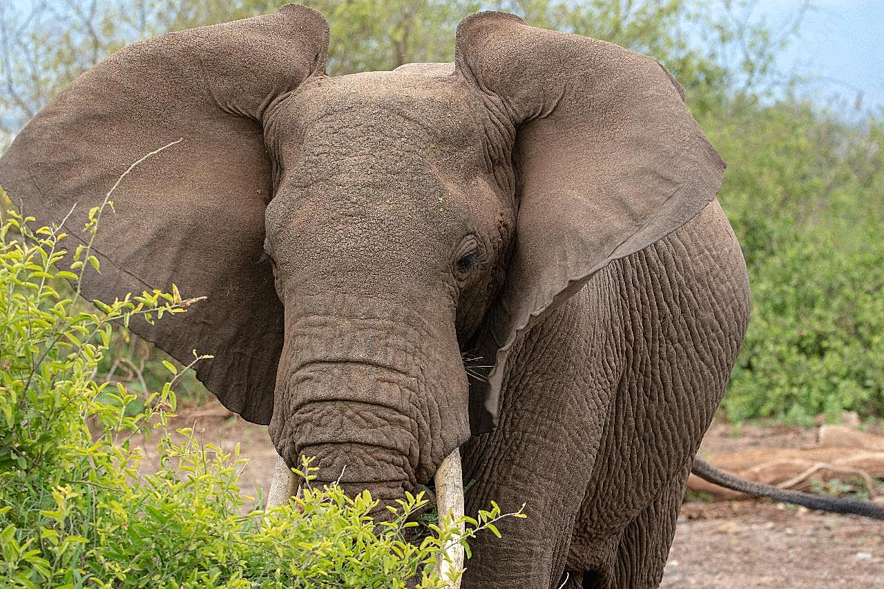 非洲巨型大象图片动物图片