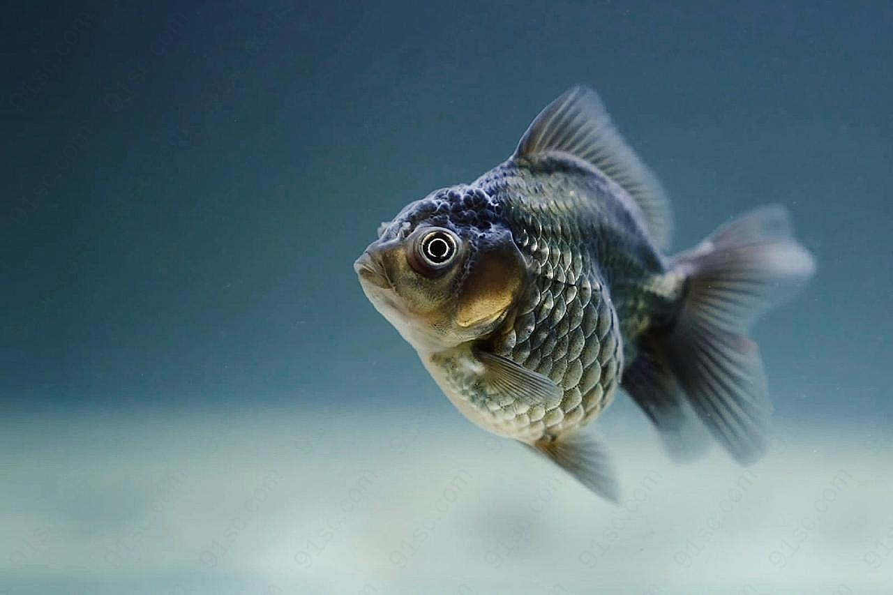 水下金鱼生物世界高清摄影