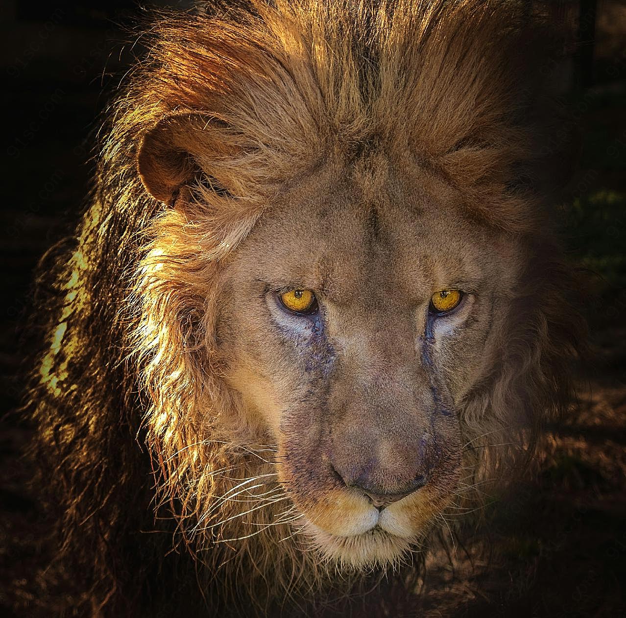 雄狮子头像图片动物图片