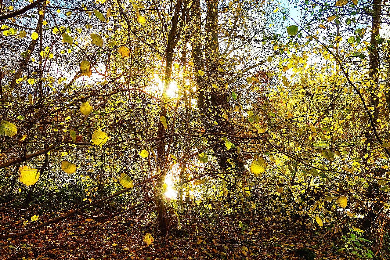 秋天森林阳光风景图片自然景观