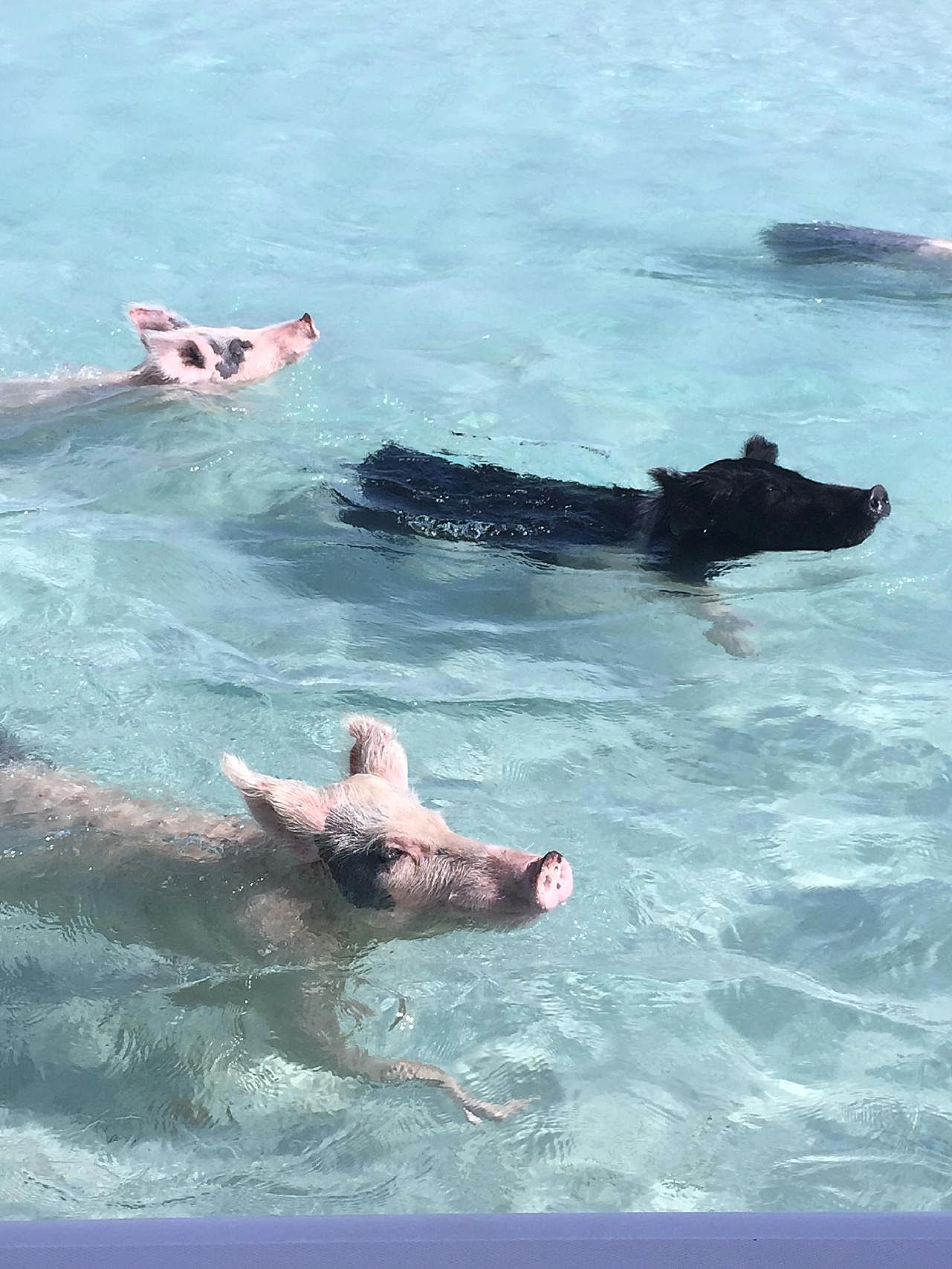 一群游泳的猪图片高清摄影