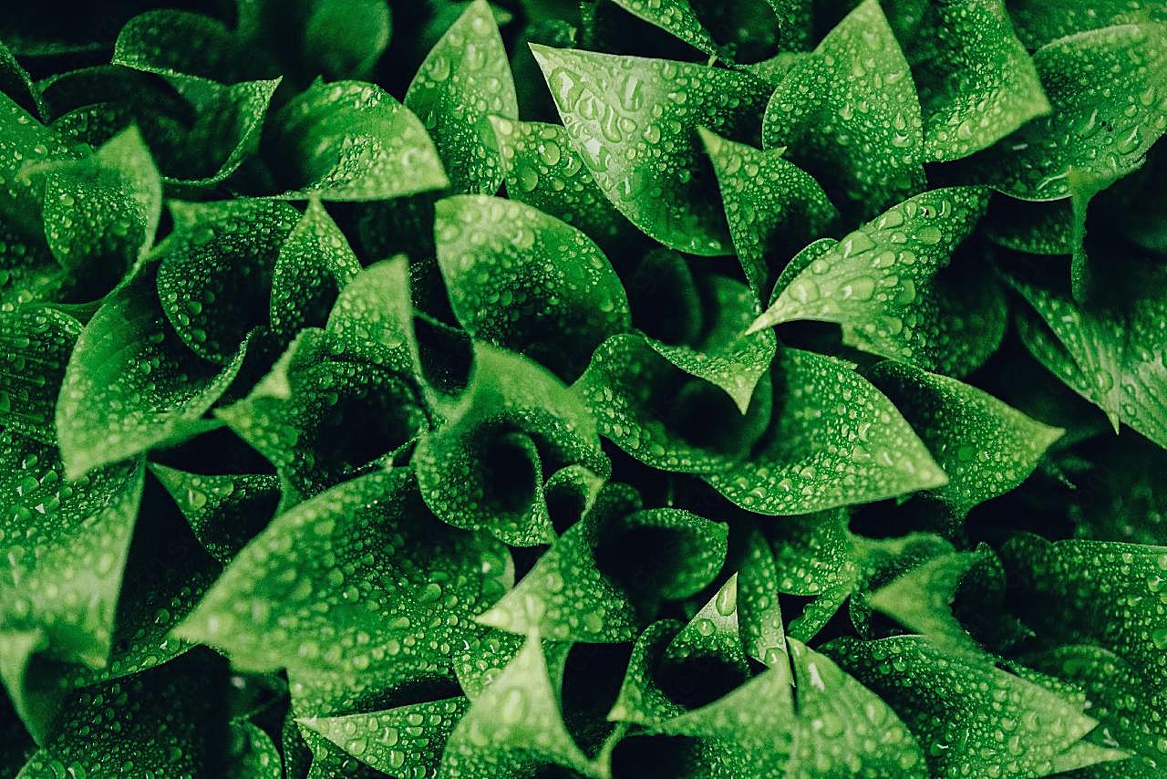 绿叶植物水珠图片高清摄影