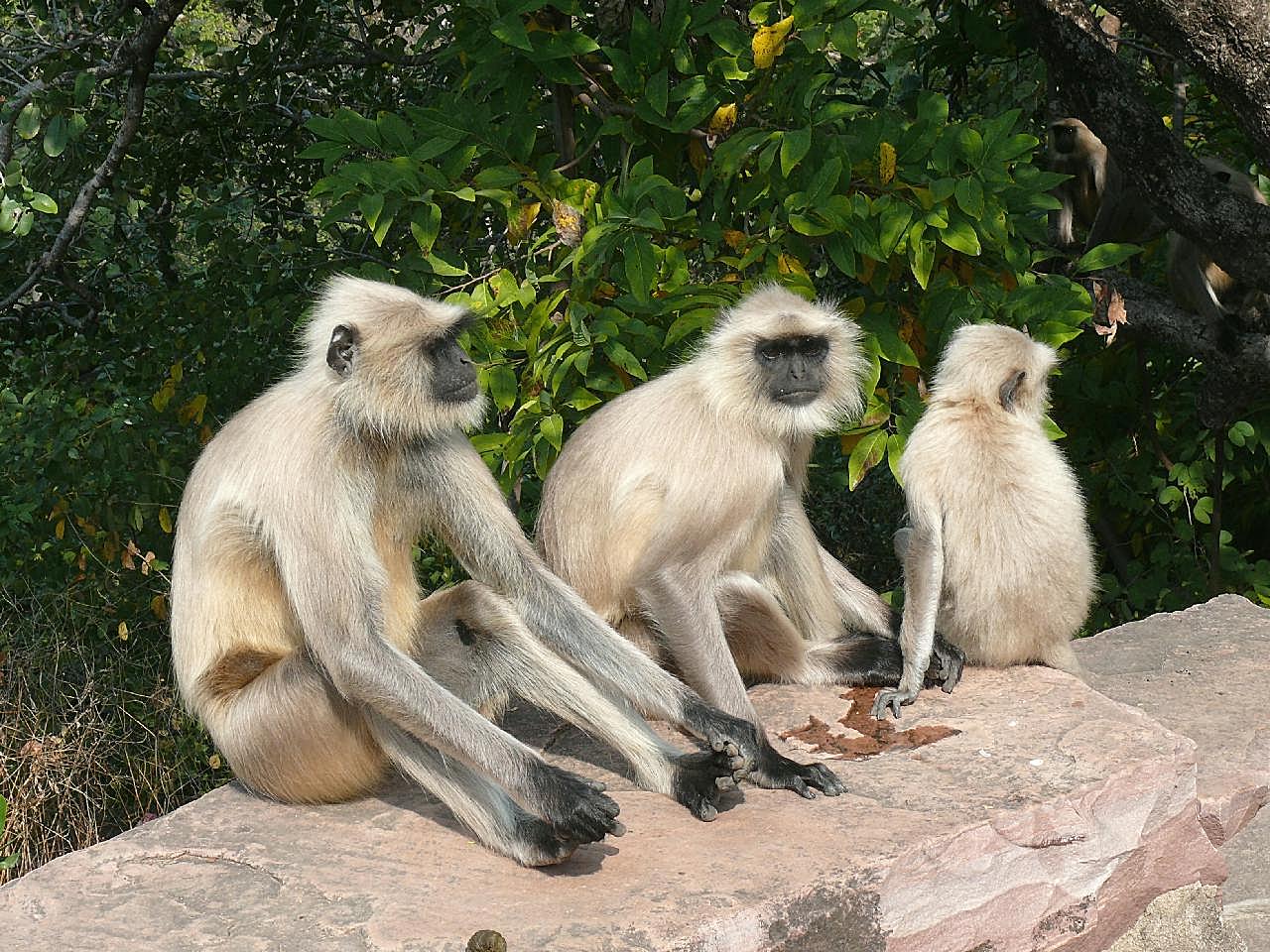 印度猴子图片摄影