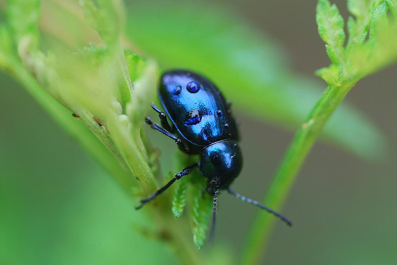 甲虫高清图片下载爬行动物
