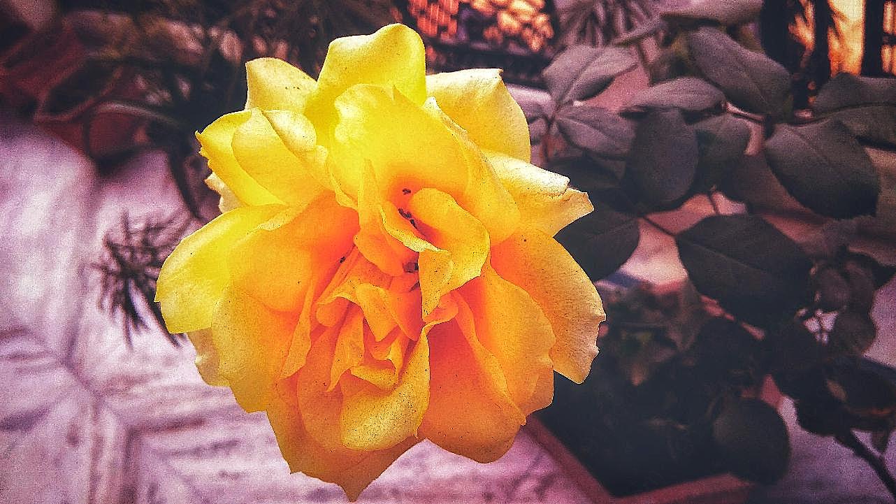 黄玫瑰唯美图片摄影