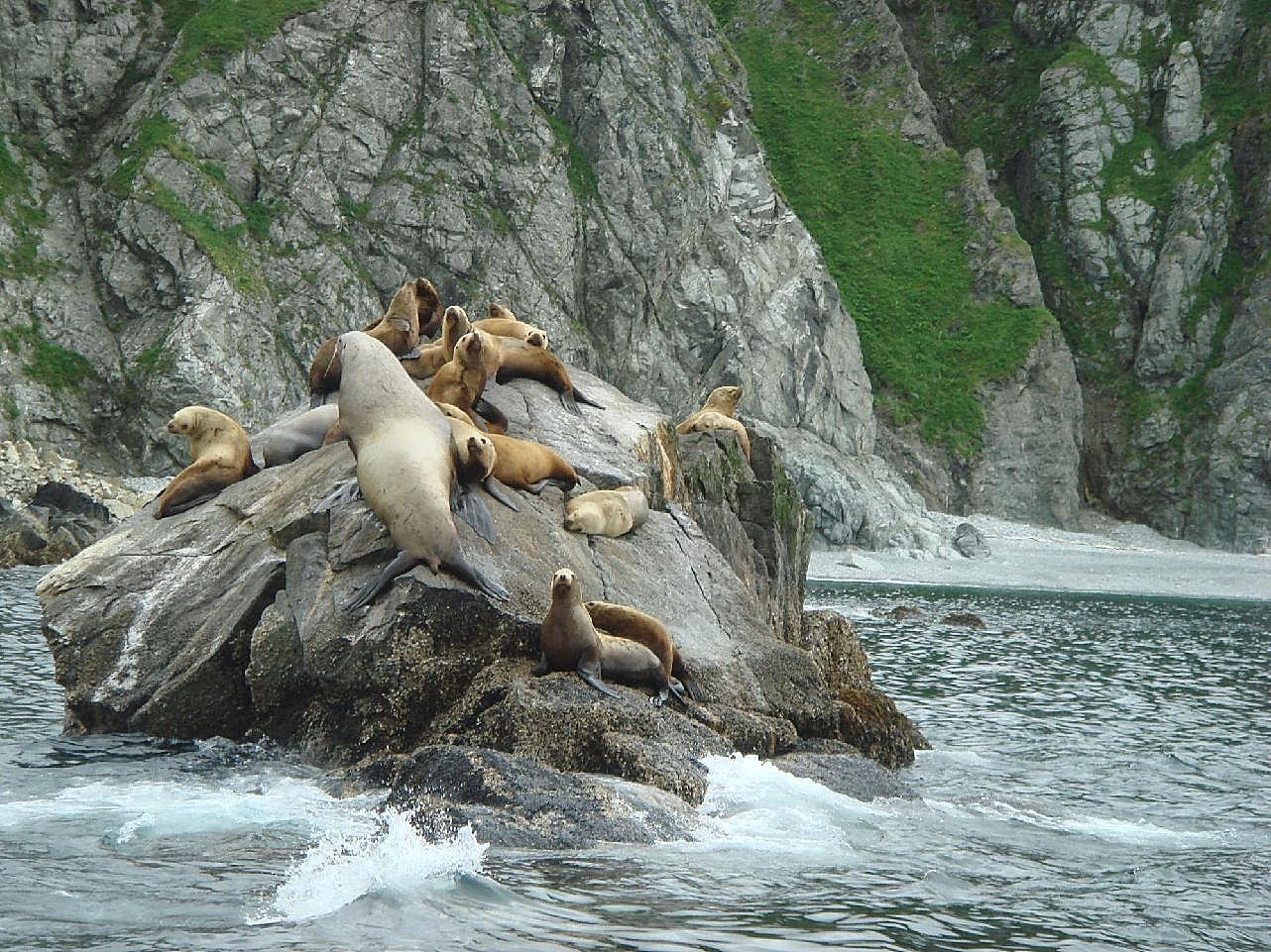 石块上休息的海狮群图片海洋生物