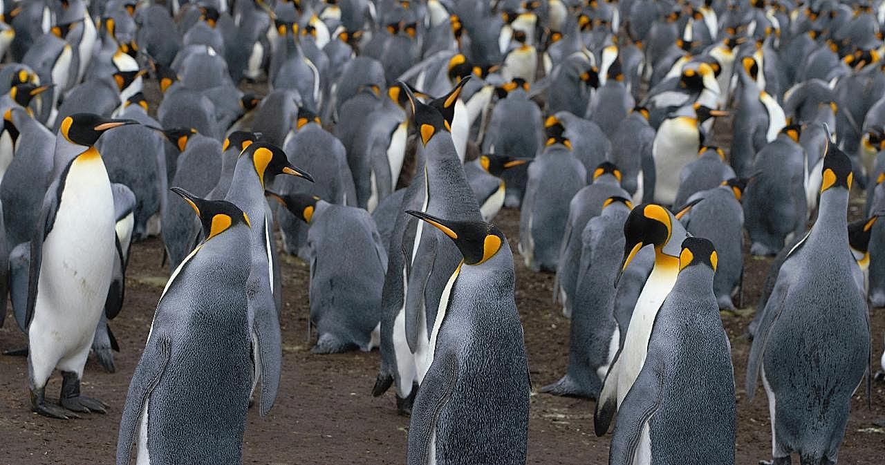 沙滩企鹅群图片动物图片