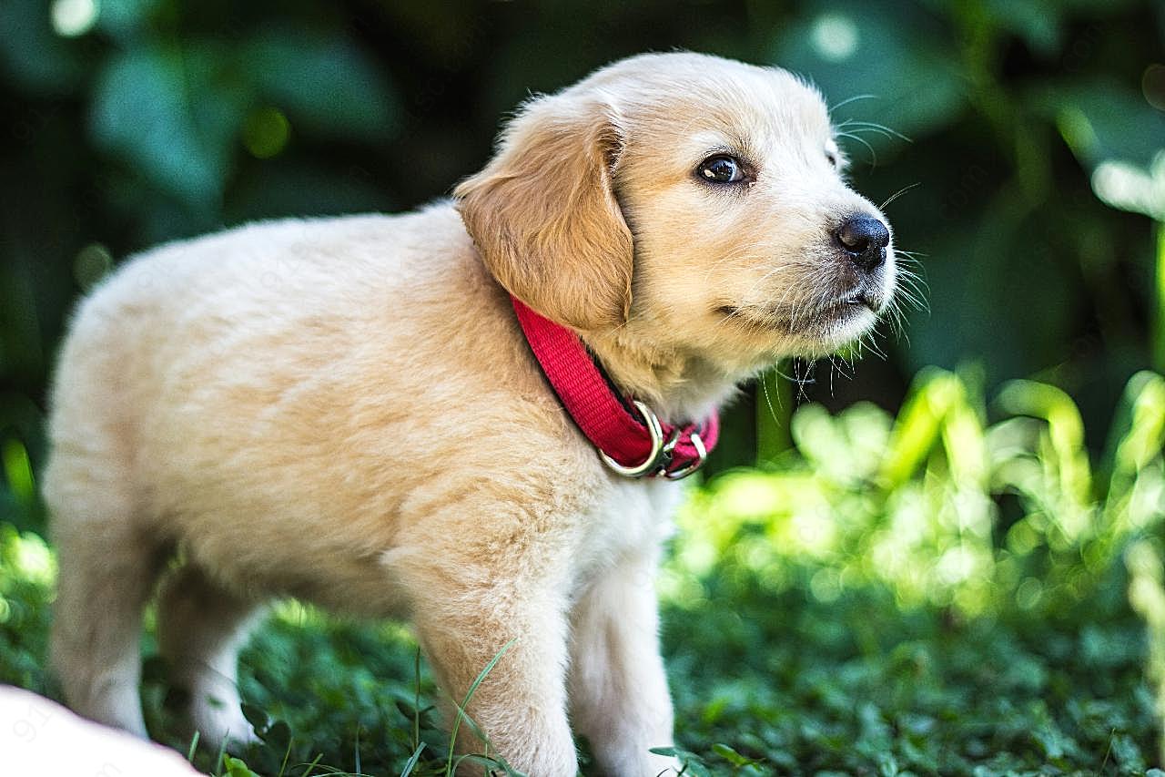 小猎犬高清生物