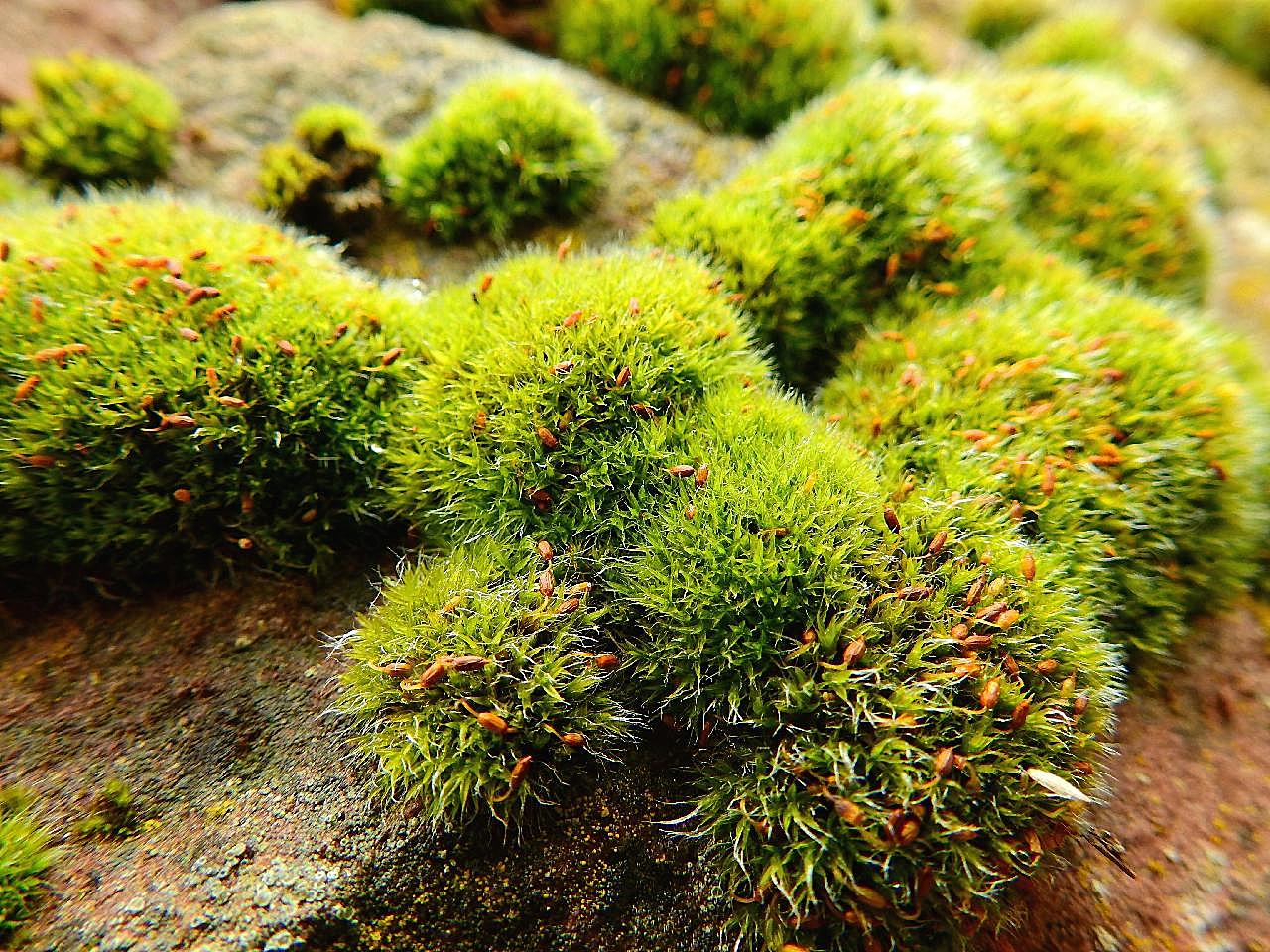 小清新苔藓植物图片摄影高清