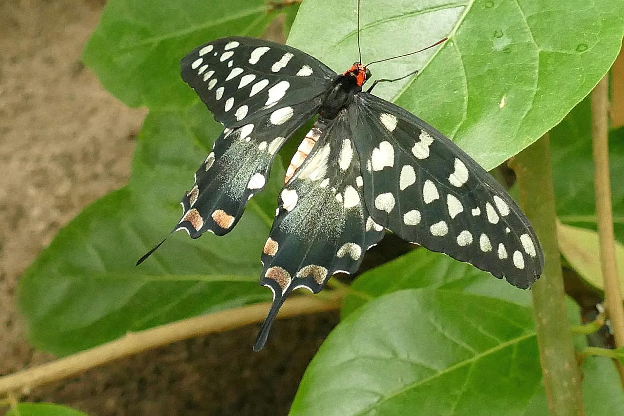 斑点燕尾蝶图片高清摄影