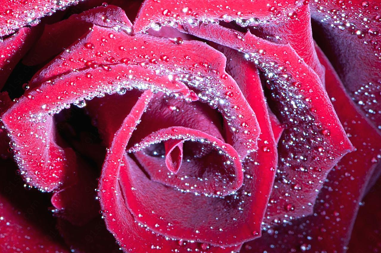 鲜红朵近景图片玫瑰花