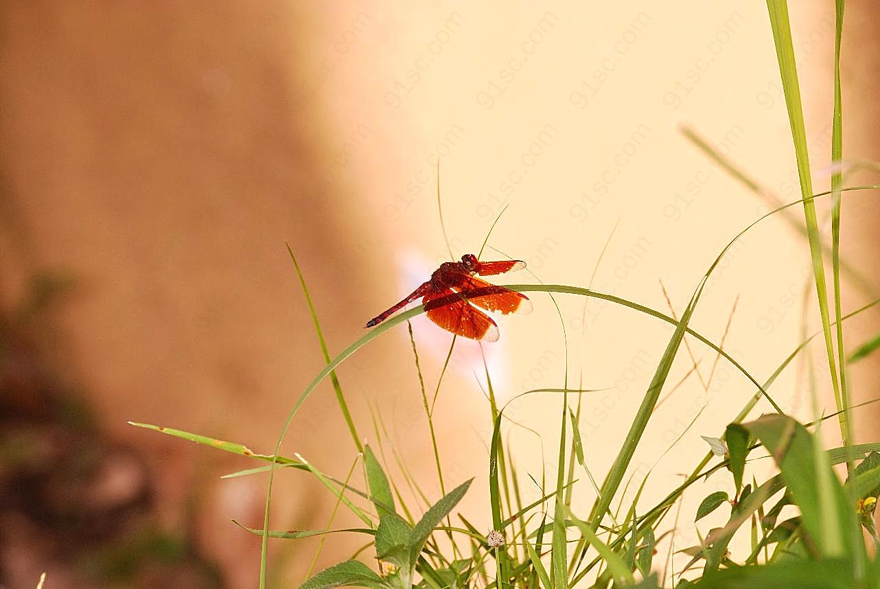 墙角蜻蜓野草图片花草图片