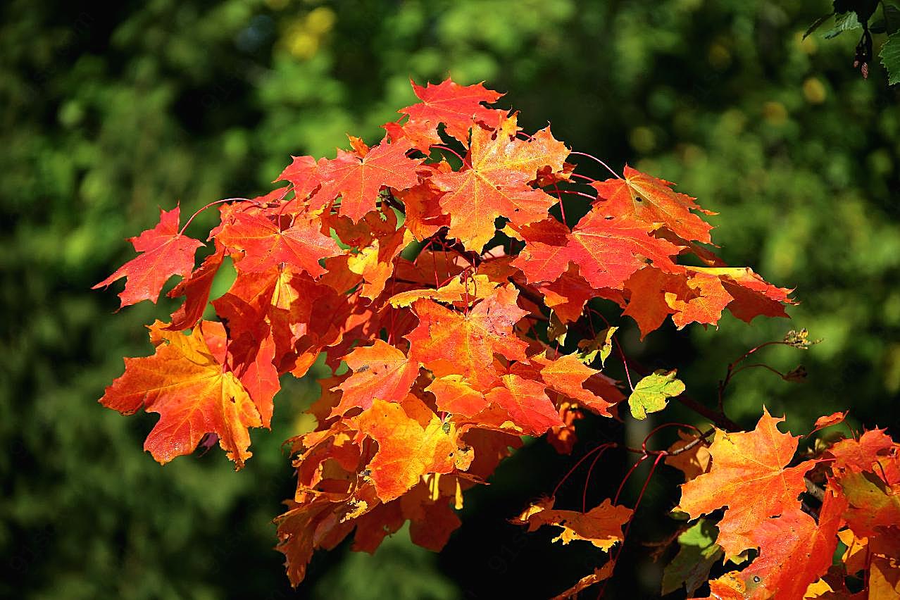 秋季枫树叶图片摄影