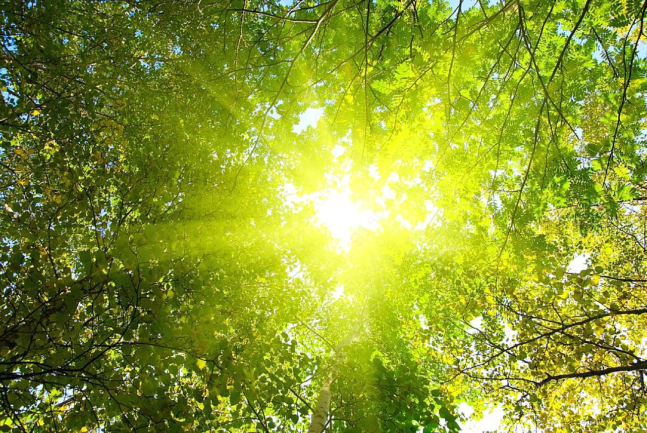 高清风景图片下载树林