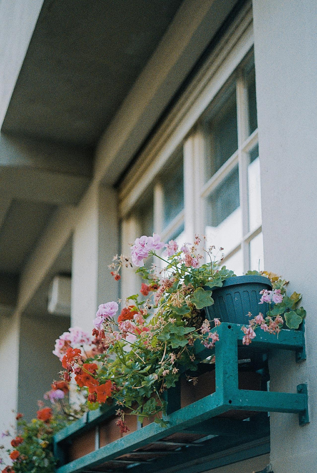 窗台盆栽花植图片欣赏摄影高清