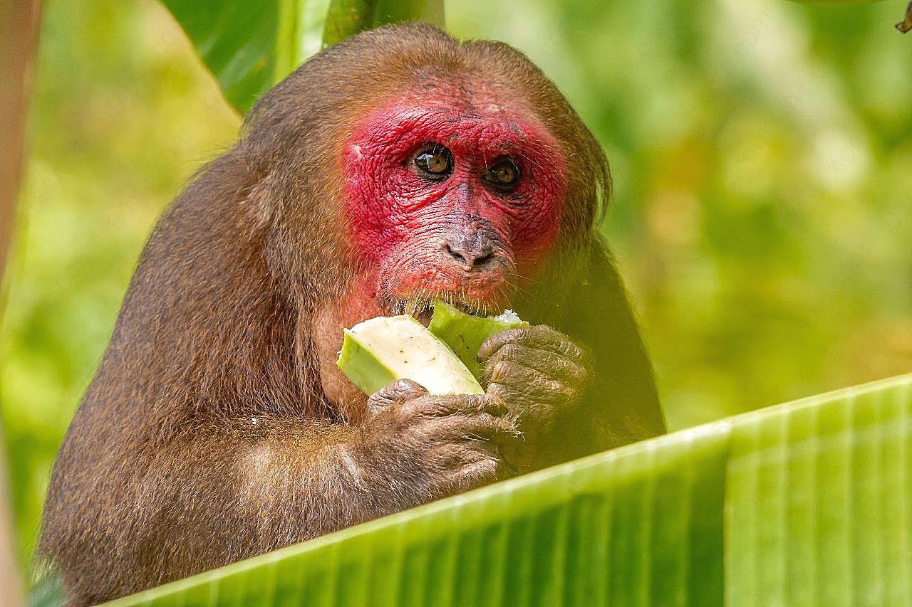猴子吃香蕉图片摄影
