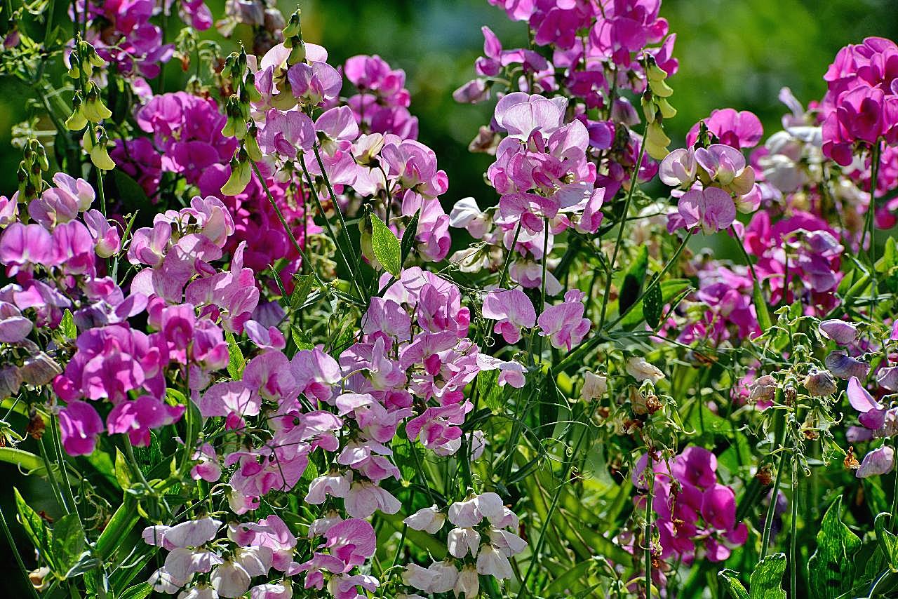 豌豆花开花图片花卉