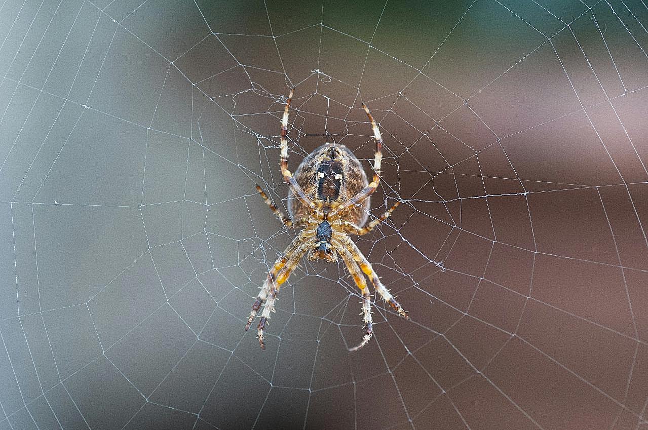 蜘蛛丝上的蜘蛛图片高清生物