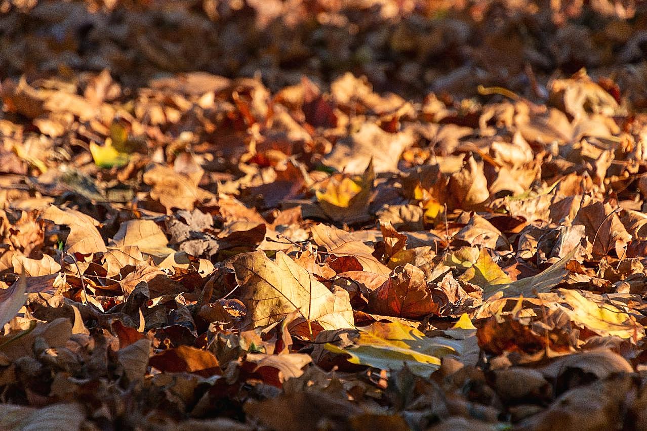 秋季地面落叶图片高清摄影