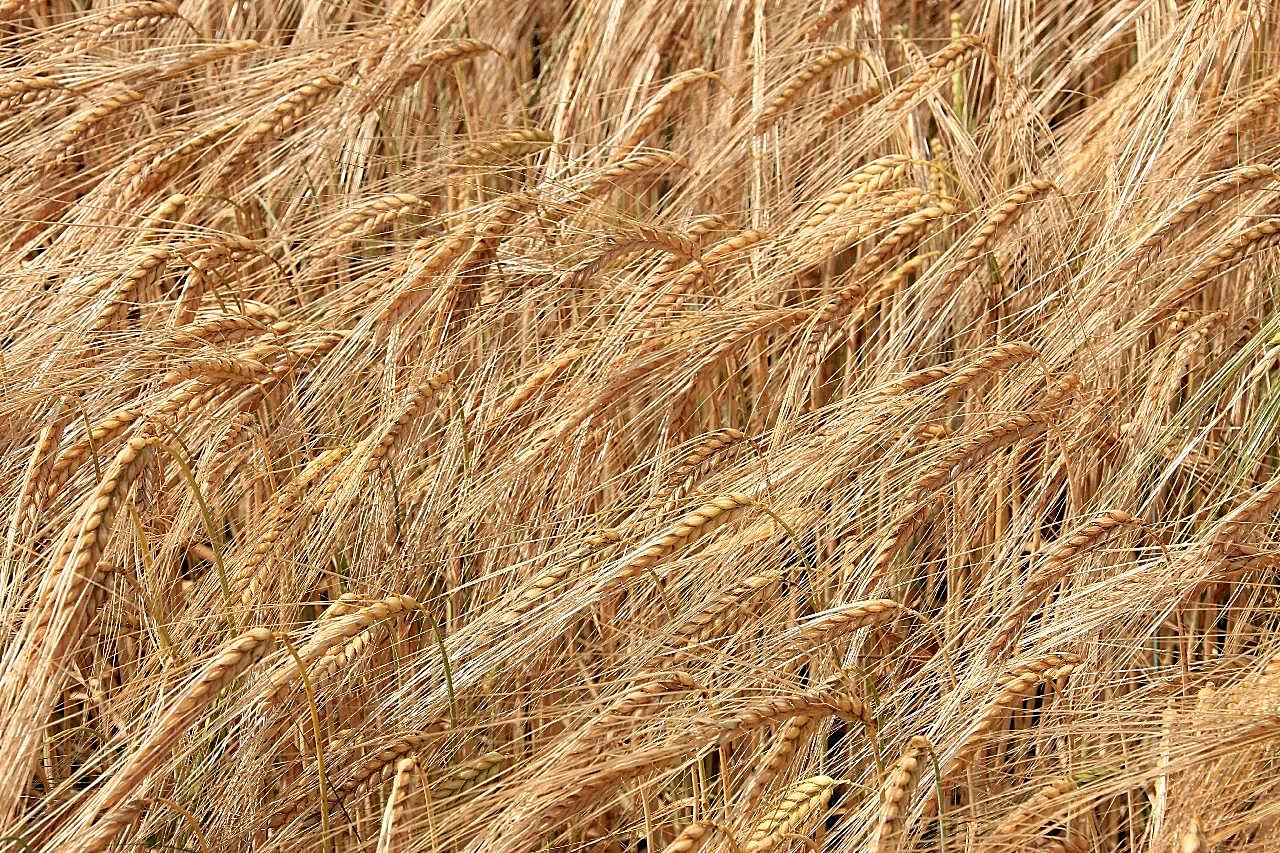 丰收的小麦高清图片五谷杂粮