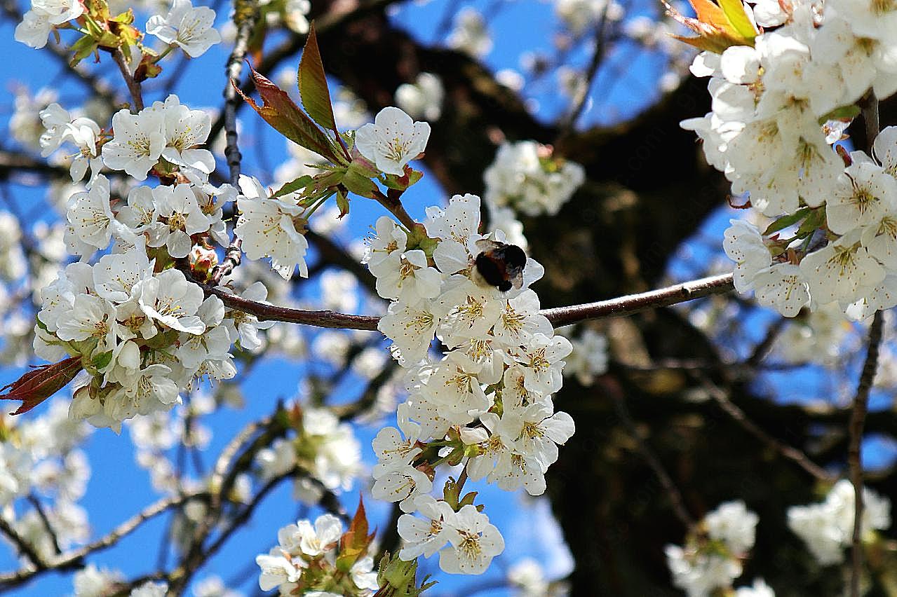苹果树花朵图片摄影高清
