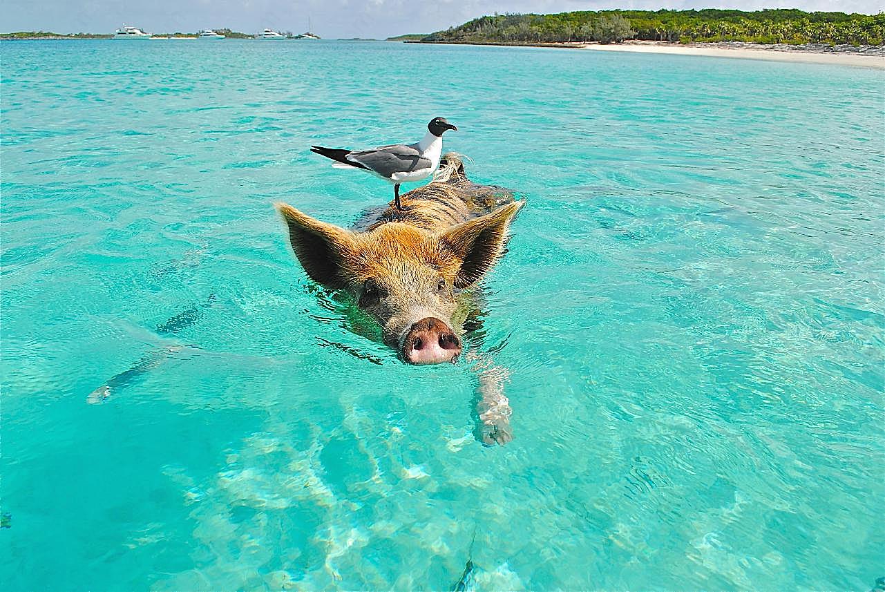 猪游泳的图片高清摄影
