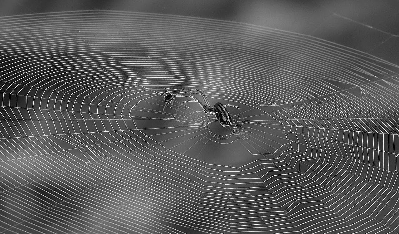 蜘蛛知网黑白图片摄影