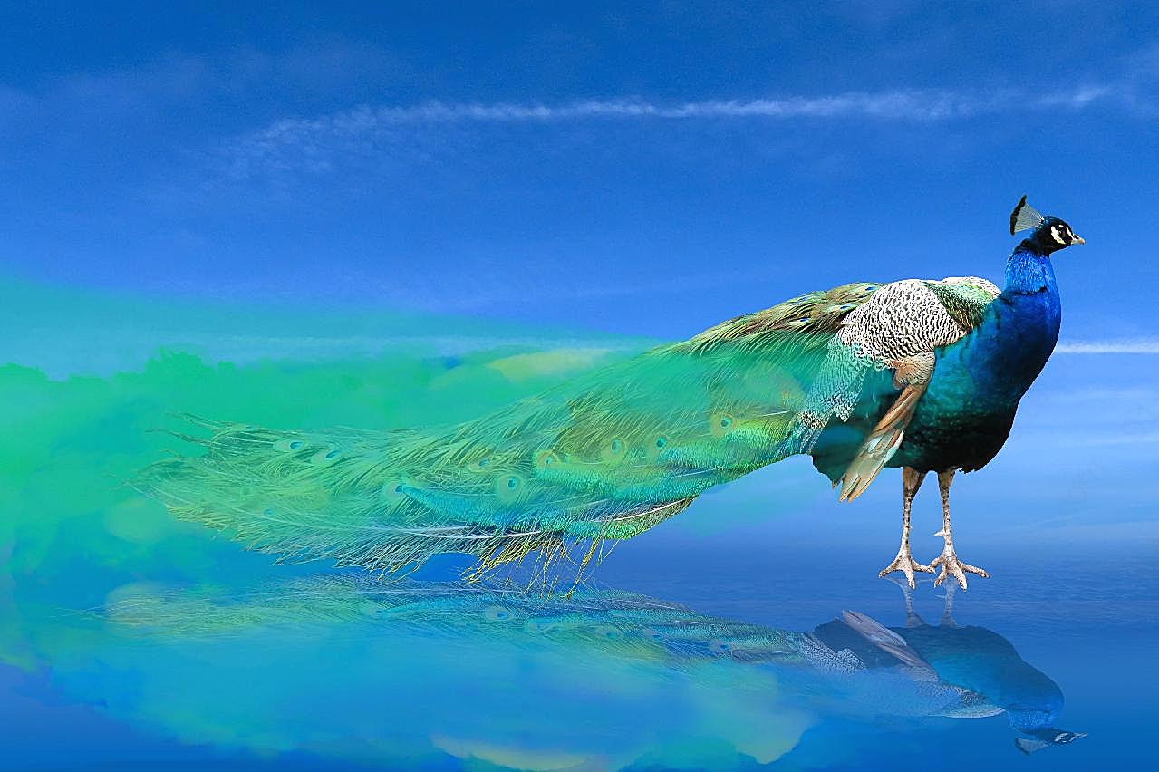 长尾蓝孔雀图片飞禽世界