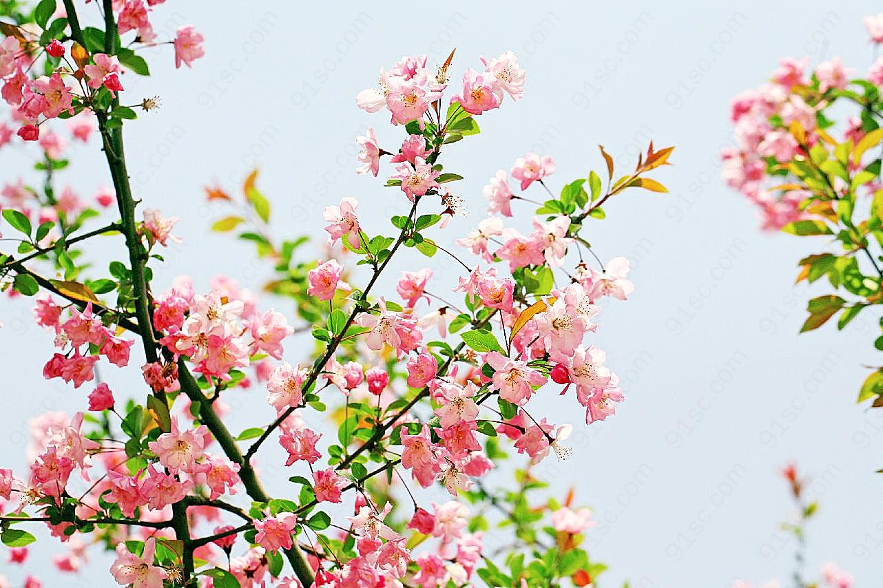 高清图片下载海棠花