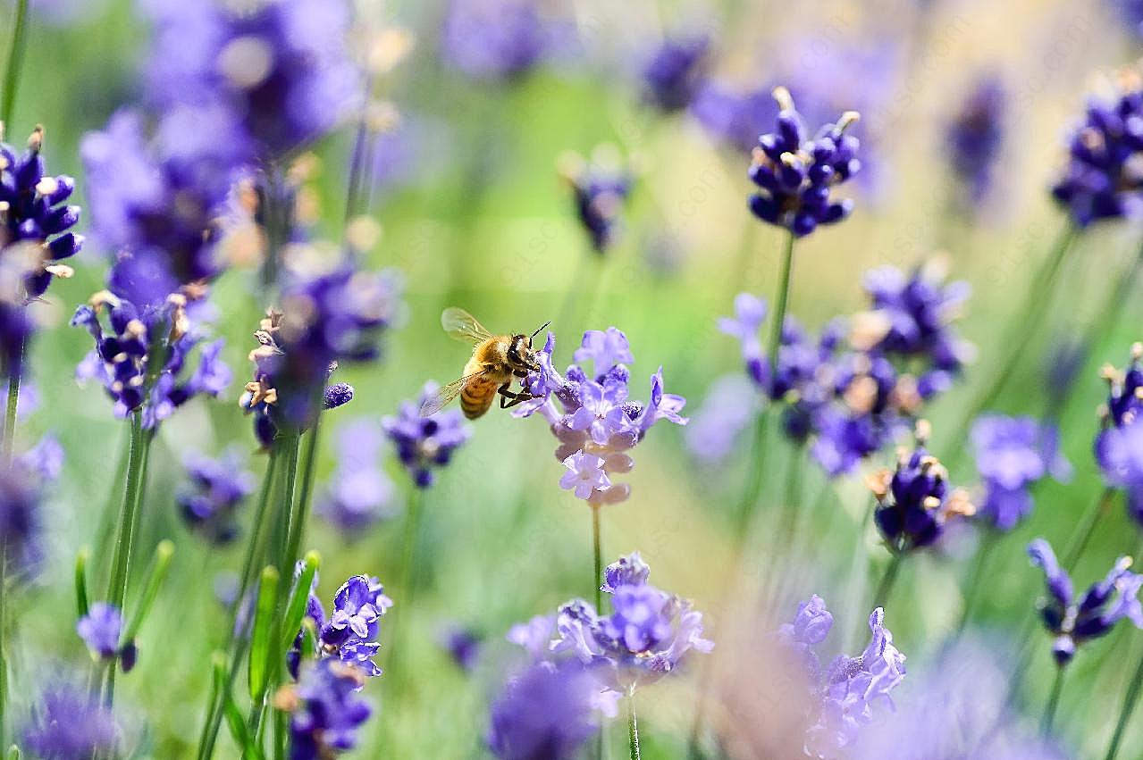 采花蜜的蜜蜂摄影图片高清