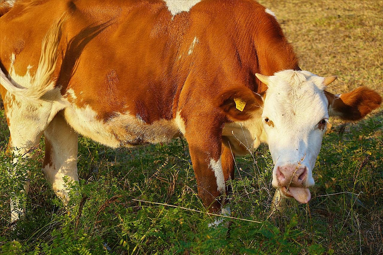 一只奶牛吃草图片摄影高清