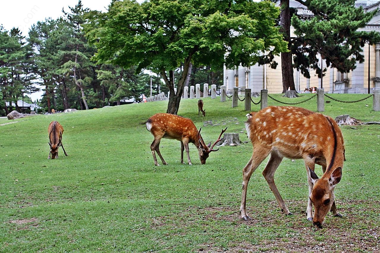 奈良小鹿图片动物图片