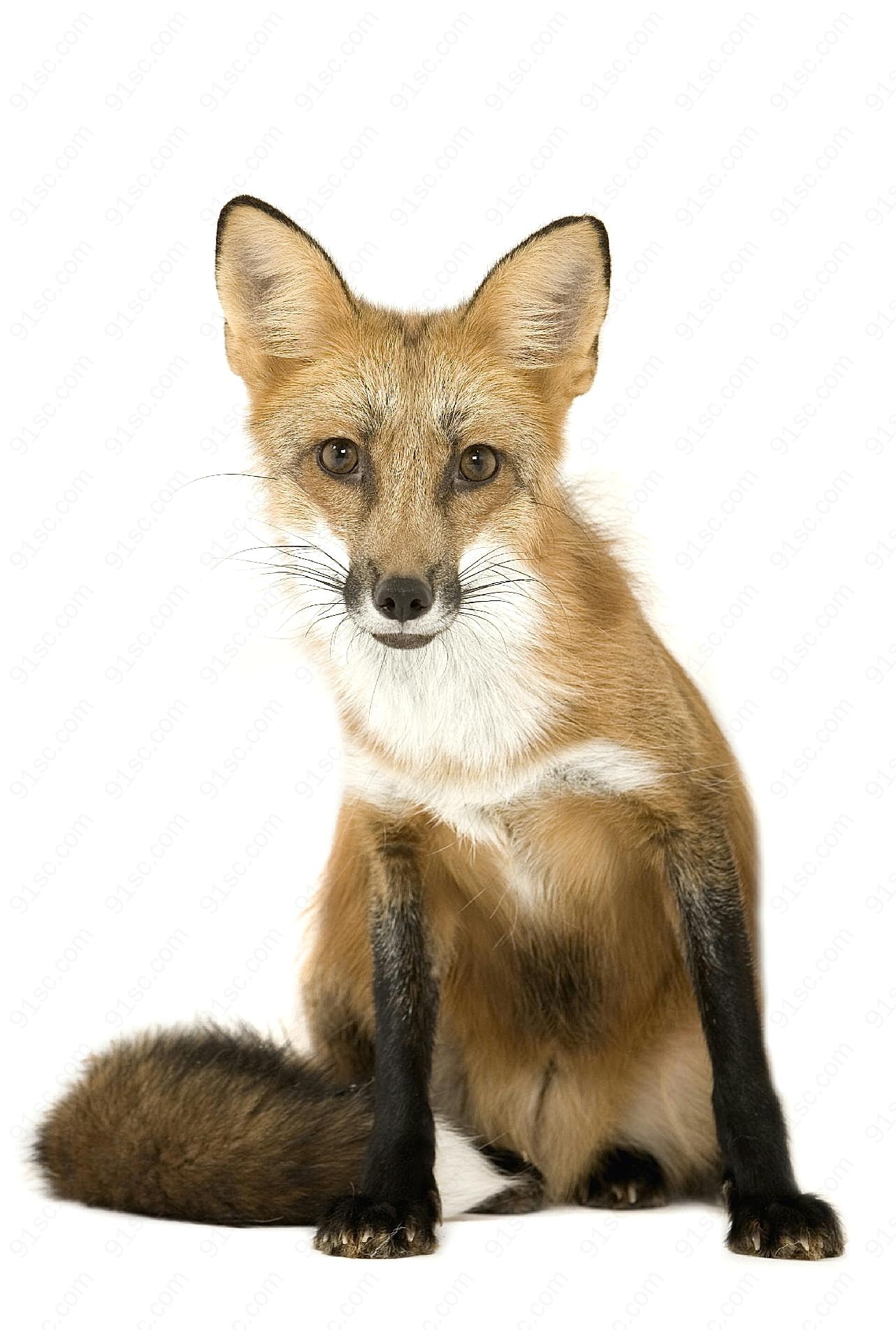红狐狸图片动物图片