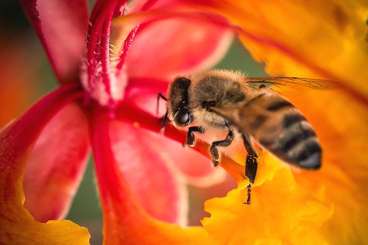 蜜蜂采蜜图片生物高清
