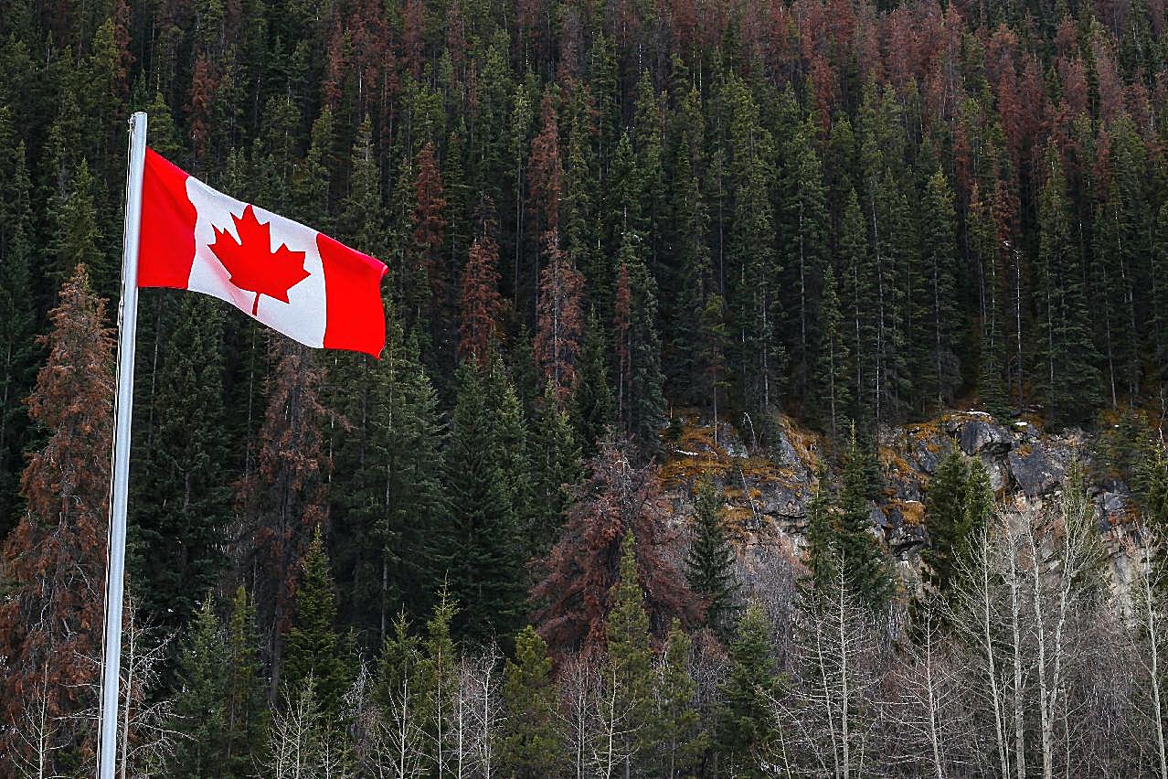 飘扬加拿大国旗图片摄影高清