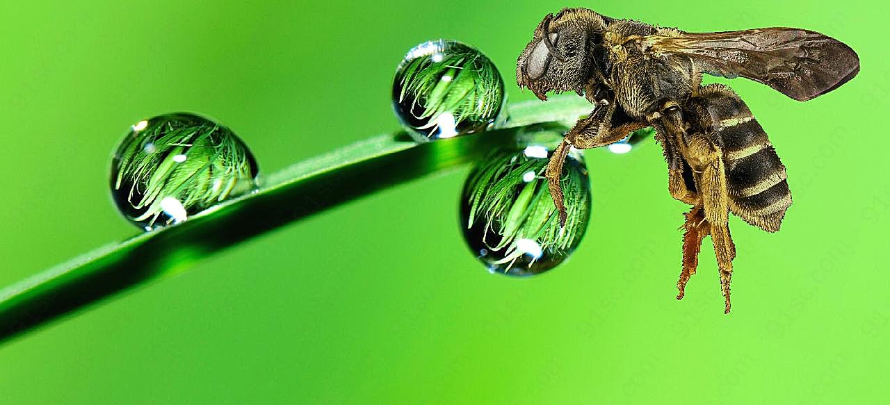 水滴昆虫摄影