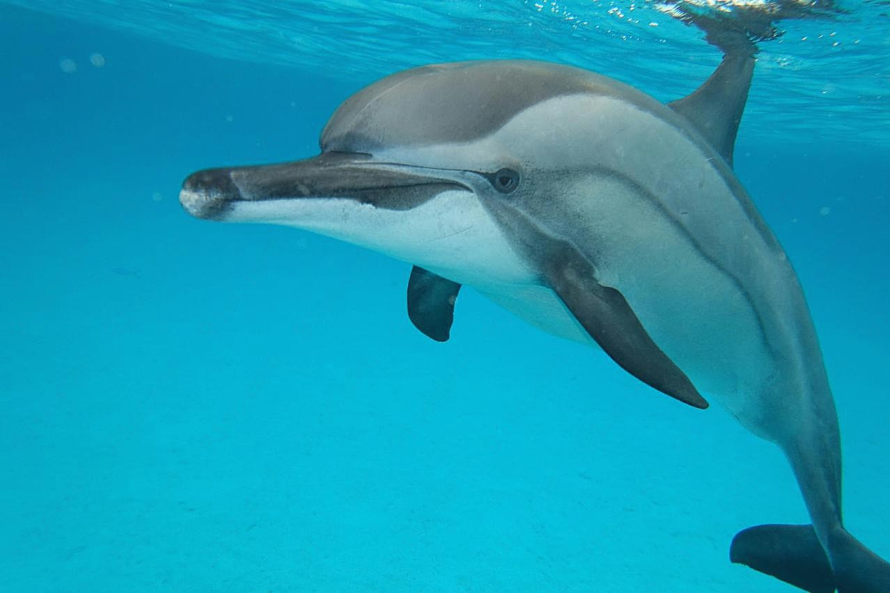 海洋海豚观赏图片摄影高清