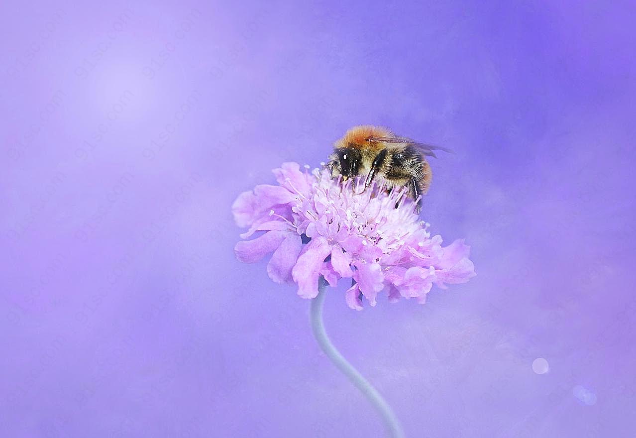 采蜜的蜜蜂图片摄影生物
