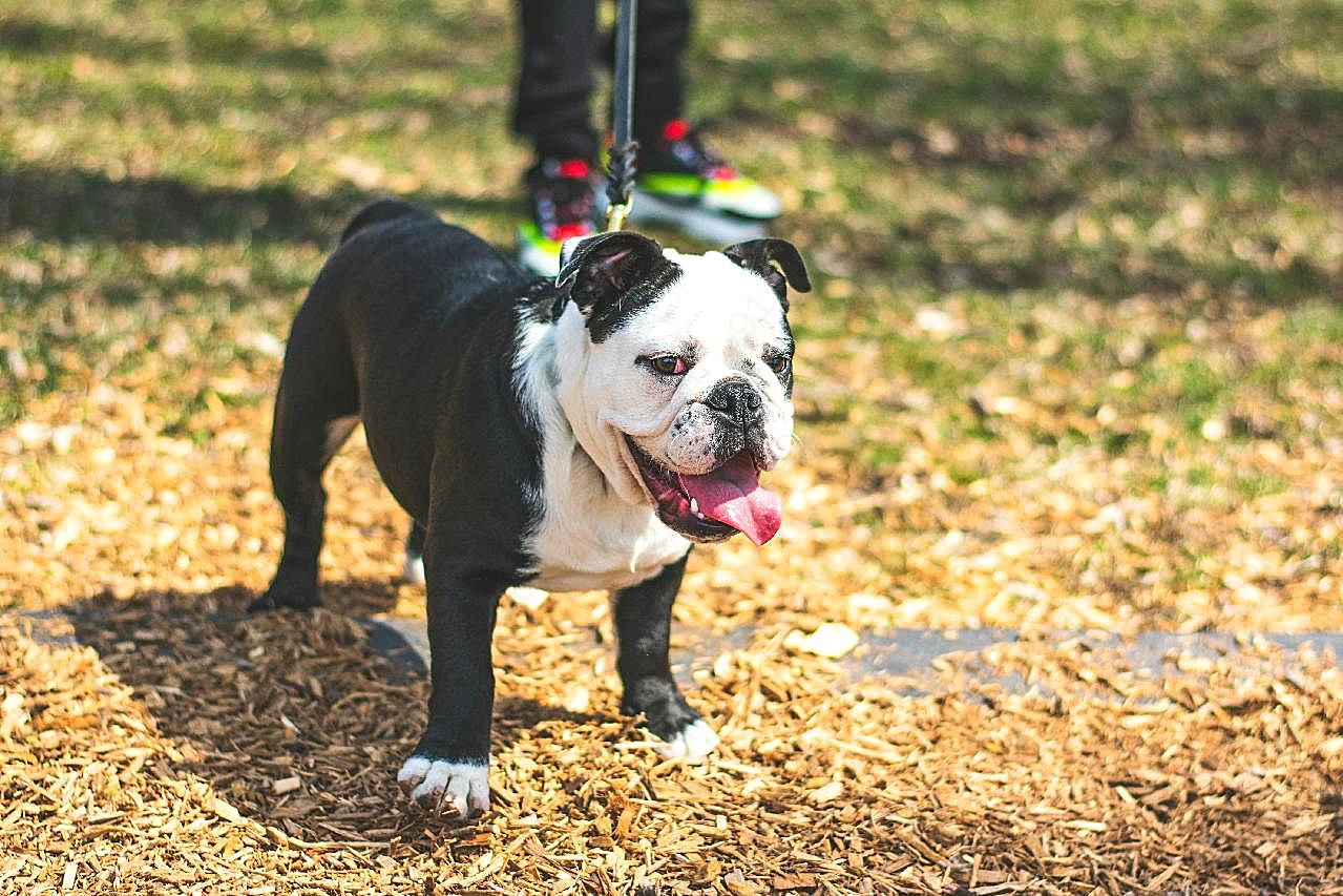 出门溜斗牛犬图片狗